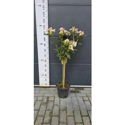 RÓŻANECZNIK na pniu 'rhododendron' Biały